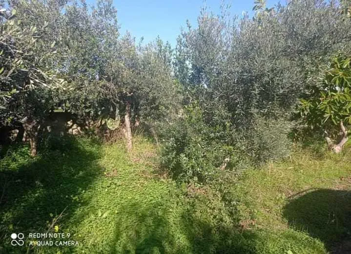 Foto 17 di 17 - Villa a schiera in vendita a Castelvetrano