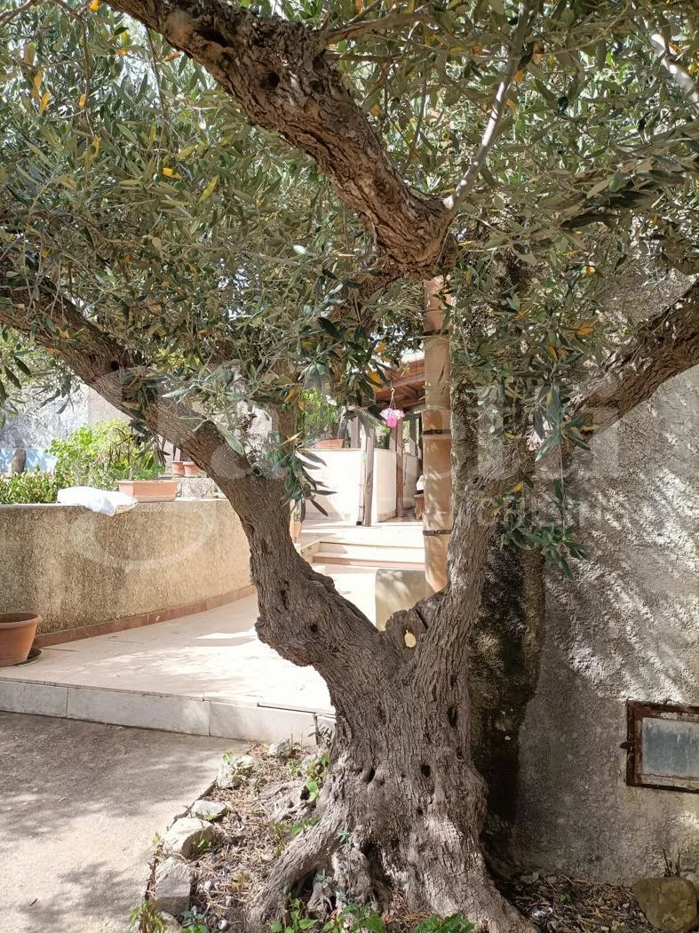 Foto 8 di 17 - Casa indipendente in vendita a Erice