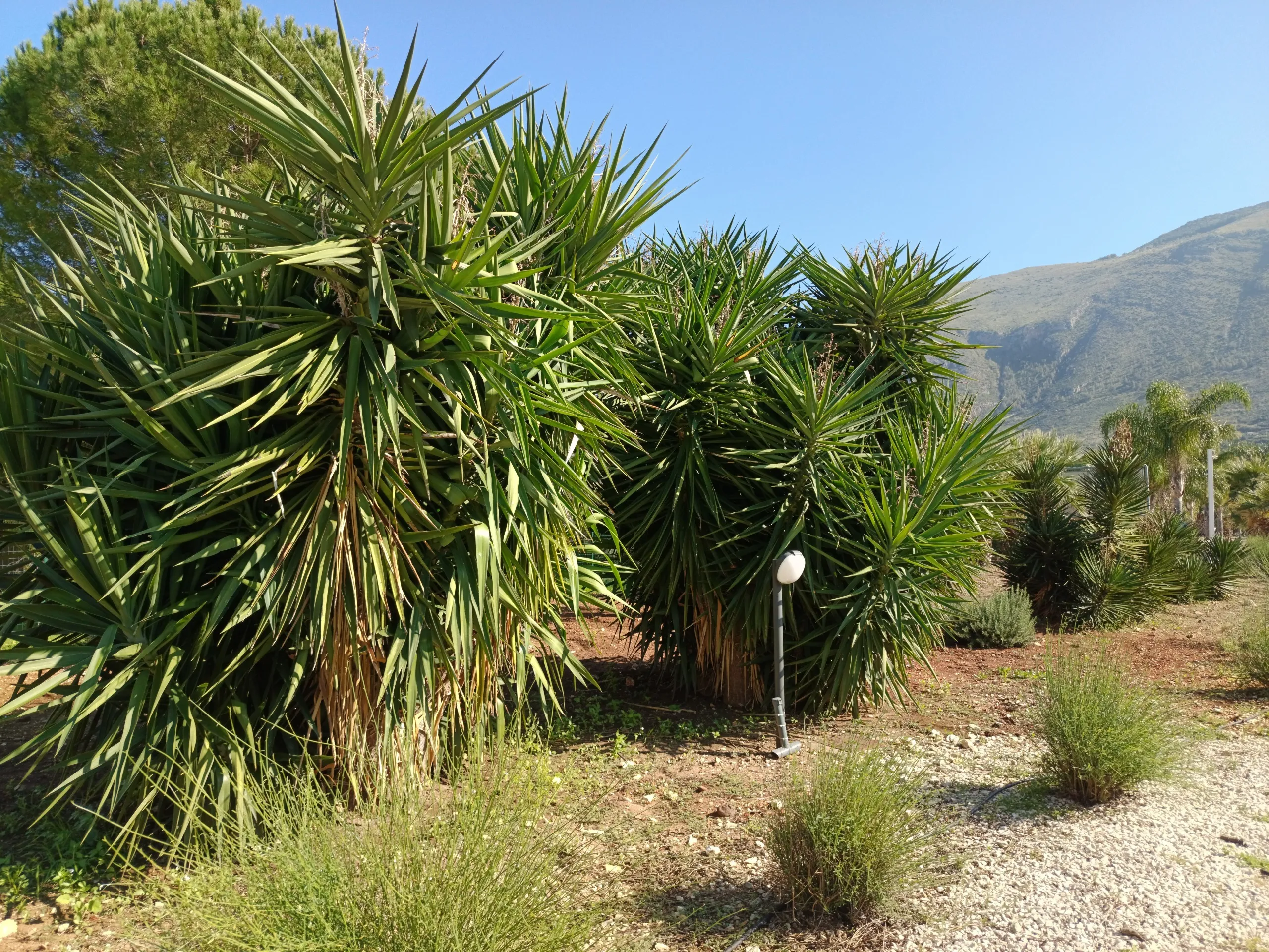 Foto 68 di 83 - Villa a schiera in vendita a Castellammare del Golfo