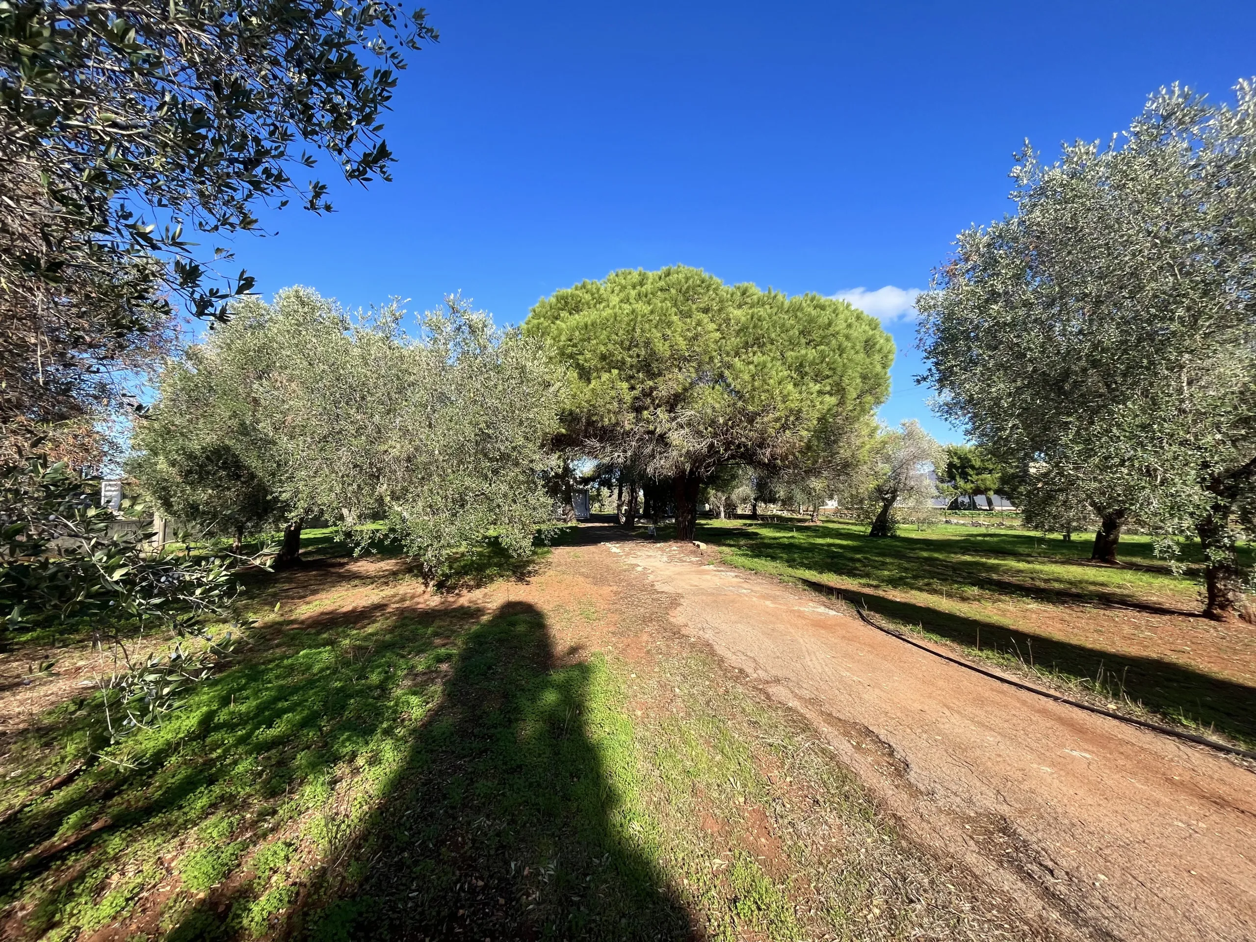 Foto 3 di 24 - Casa indipendente in vendita a San Vito dei Normanni