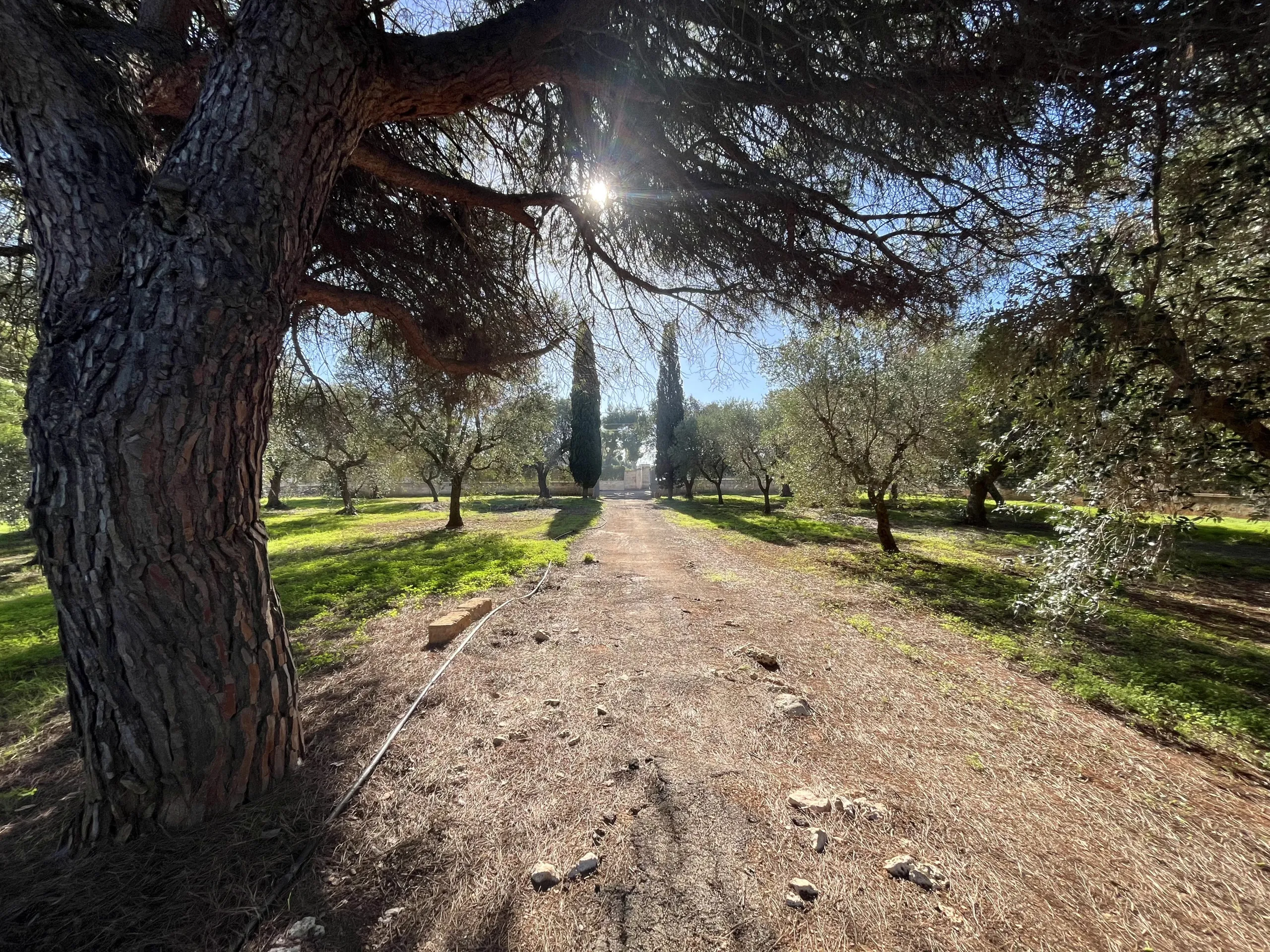 Foto 4 di 24 - Casa indipendente in vendita a San Vito dei Normanni