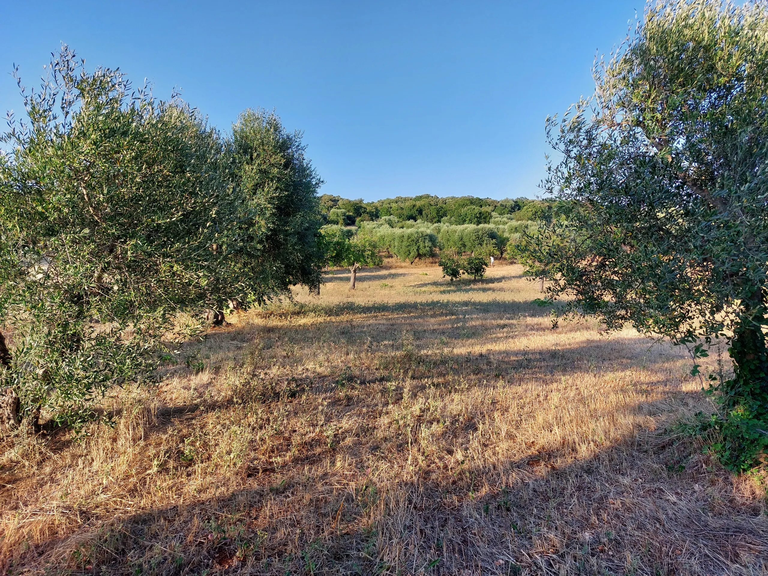 Foto 40 di 58 - Casa indipendente in vendita a Cisternino
