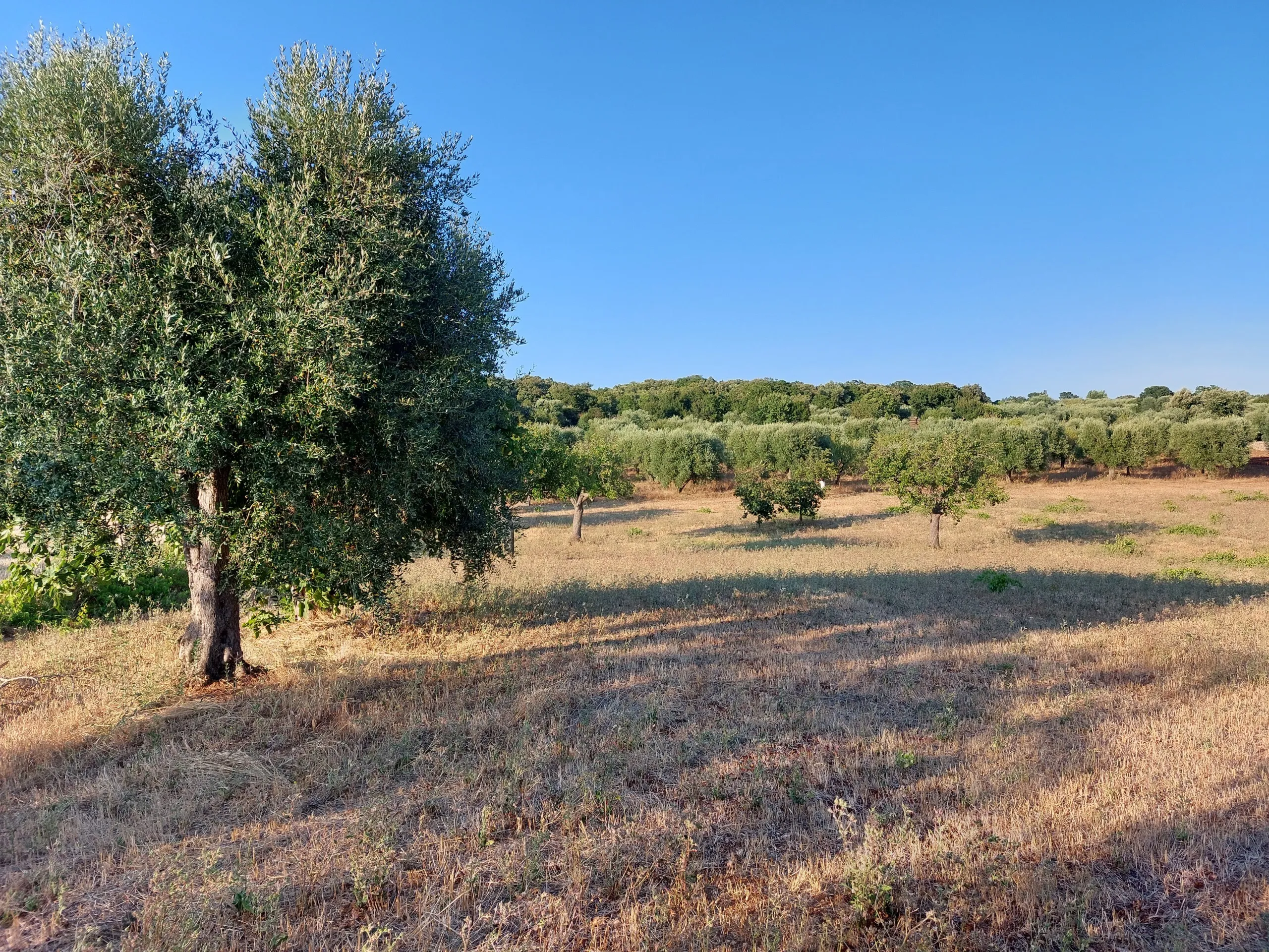 Foto 41 di 58 - Casa indipendente in vendita a Cisternino