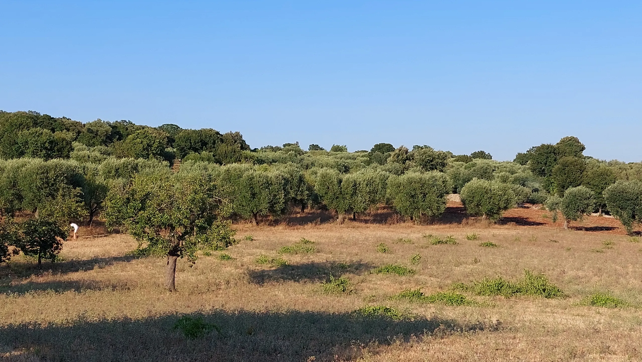 Foto 43 di 58 - Casa indipendente in vendita a Cisternino