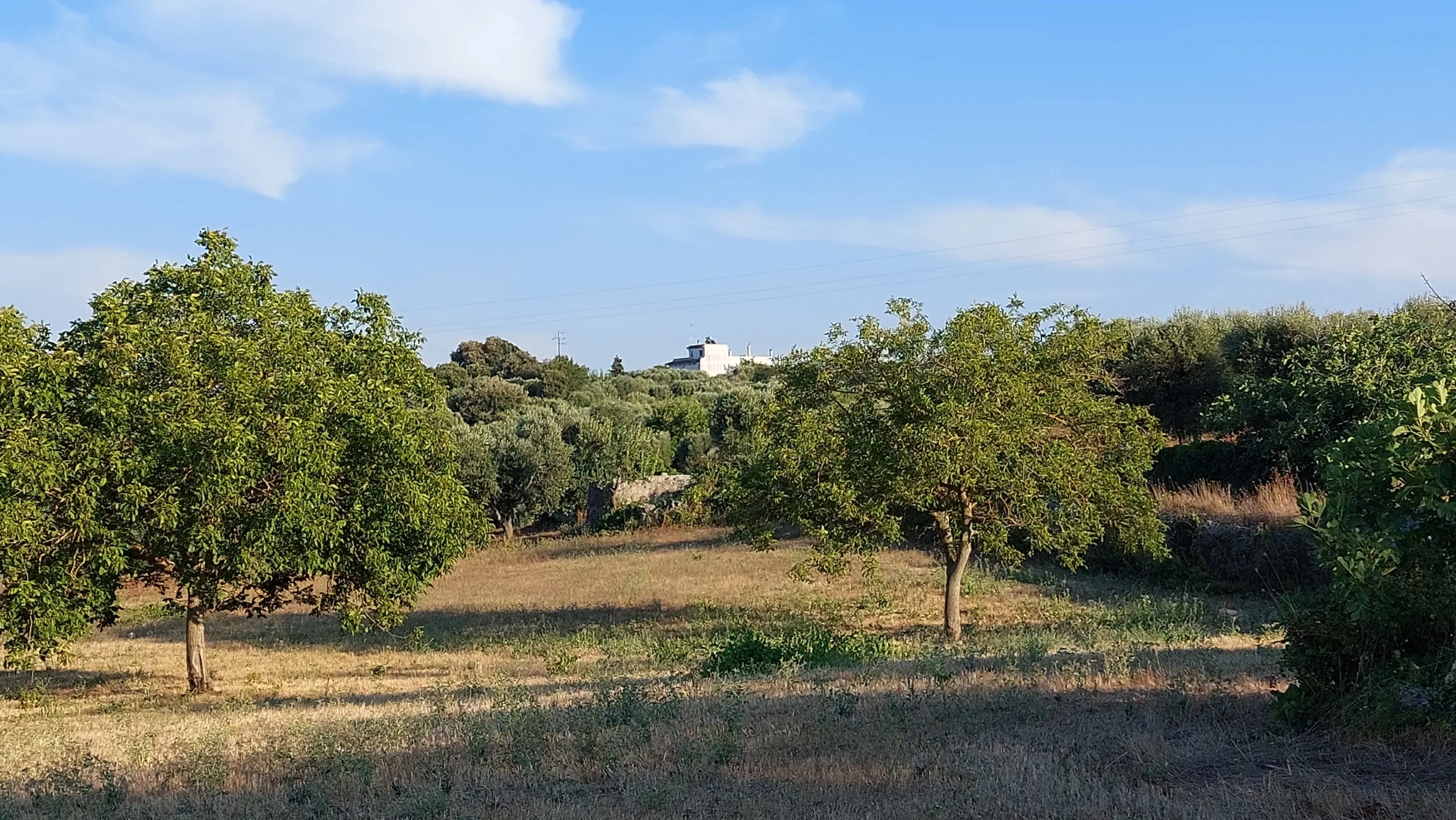 Foto 45 di 58 - Casa indipendente in vendita a Cisternino