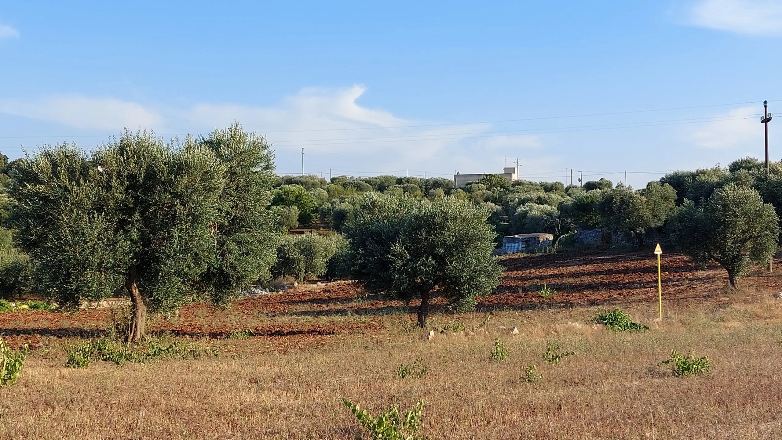 Foto 49 di 58 - Casa indipendente in vendita a Cisternino