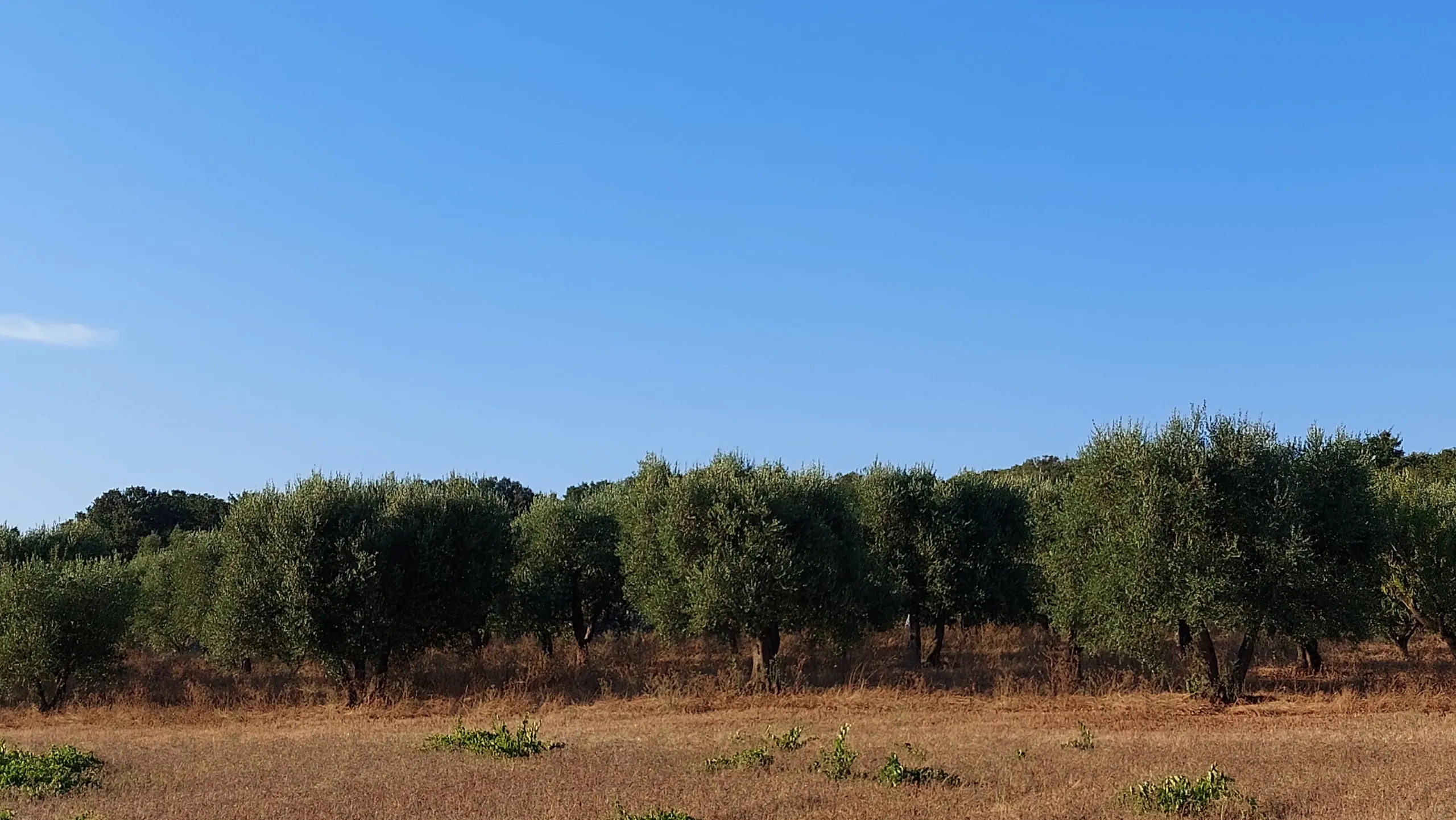 Foto 50 di 58 - Casa indipendente in vendita a Cisternino