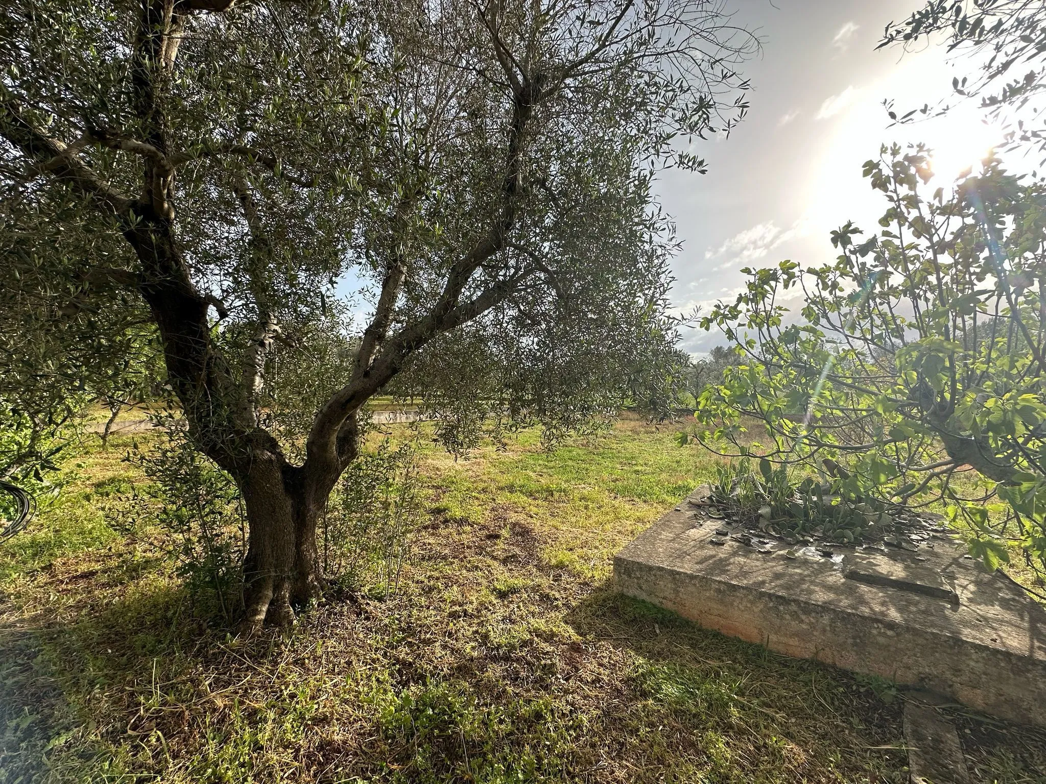 Foto 7 di 16 - Casa indipendente in vendita a Ostuni
