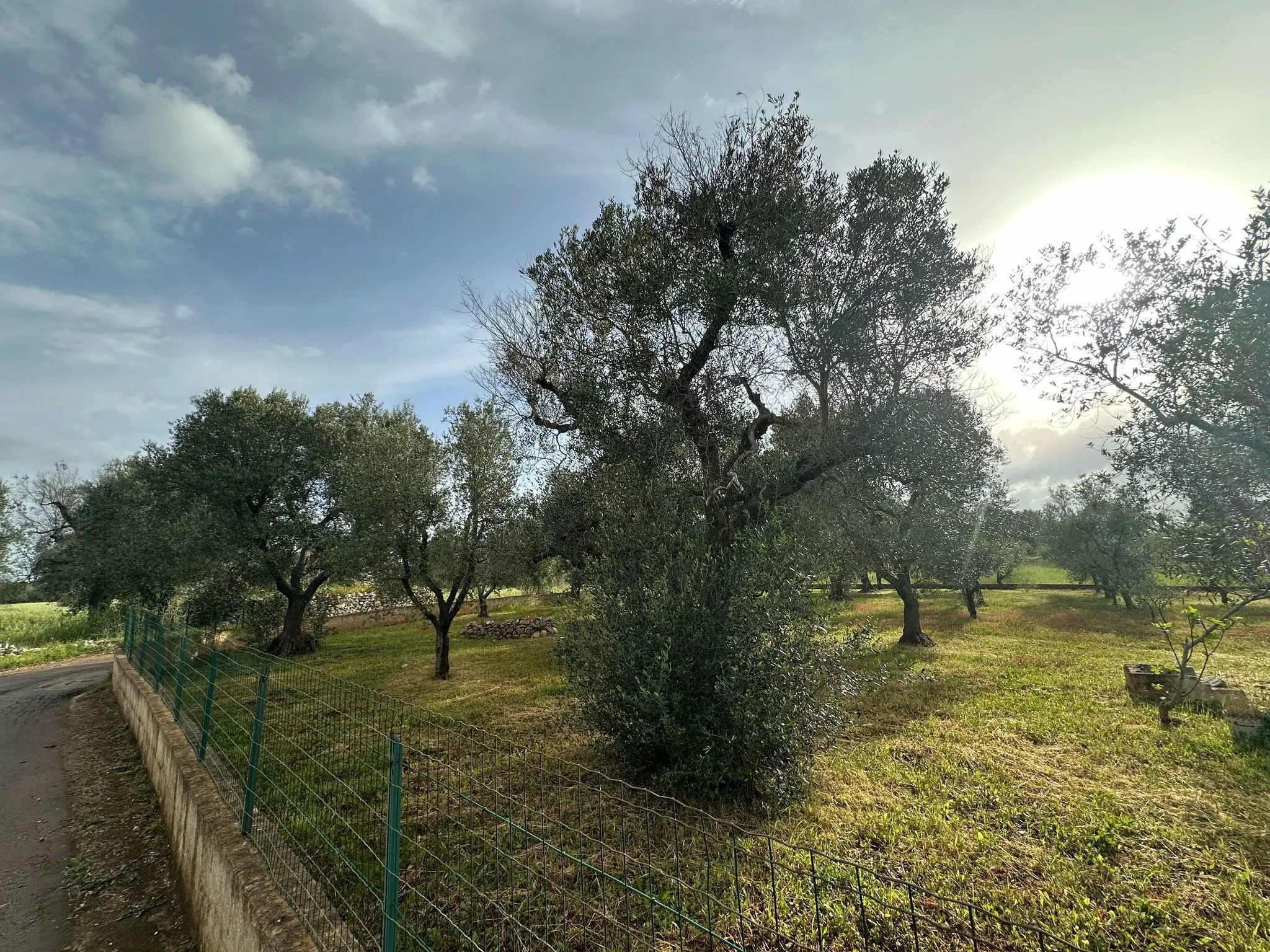 Foto 11 di 16 - Casa indipendente in vendita a Ostuni