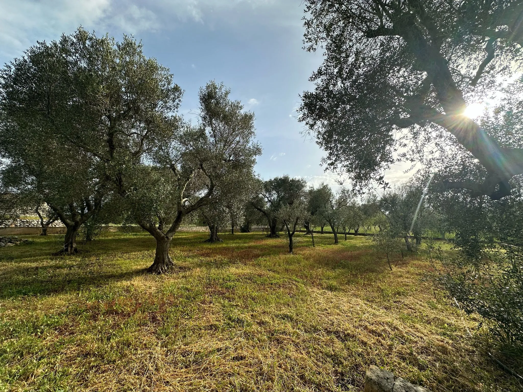 Foto 12 di 16 - Casa indipendente in vendita a Ostuni