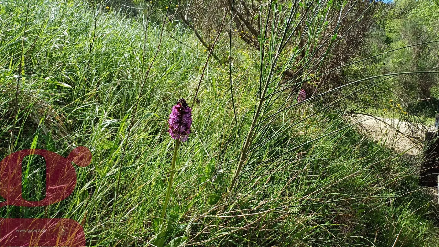 Foto 26 di 36 - Rustico in vendita a San Venanzo