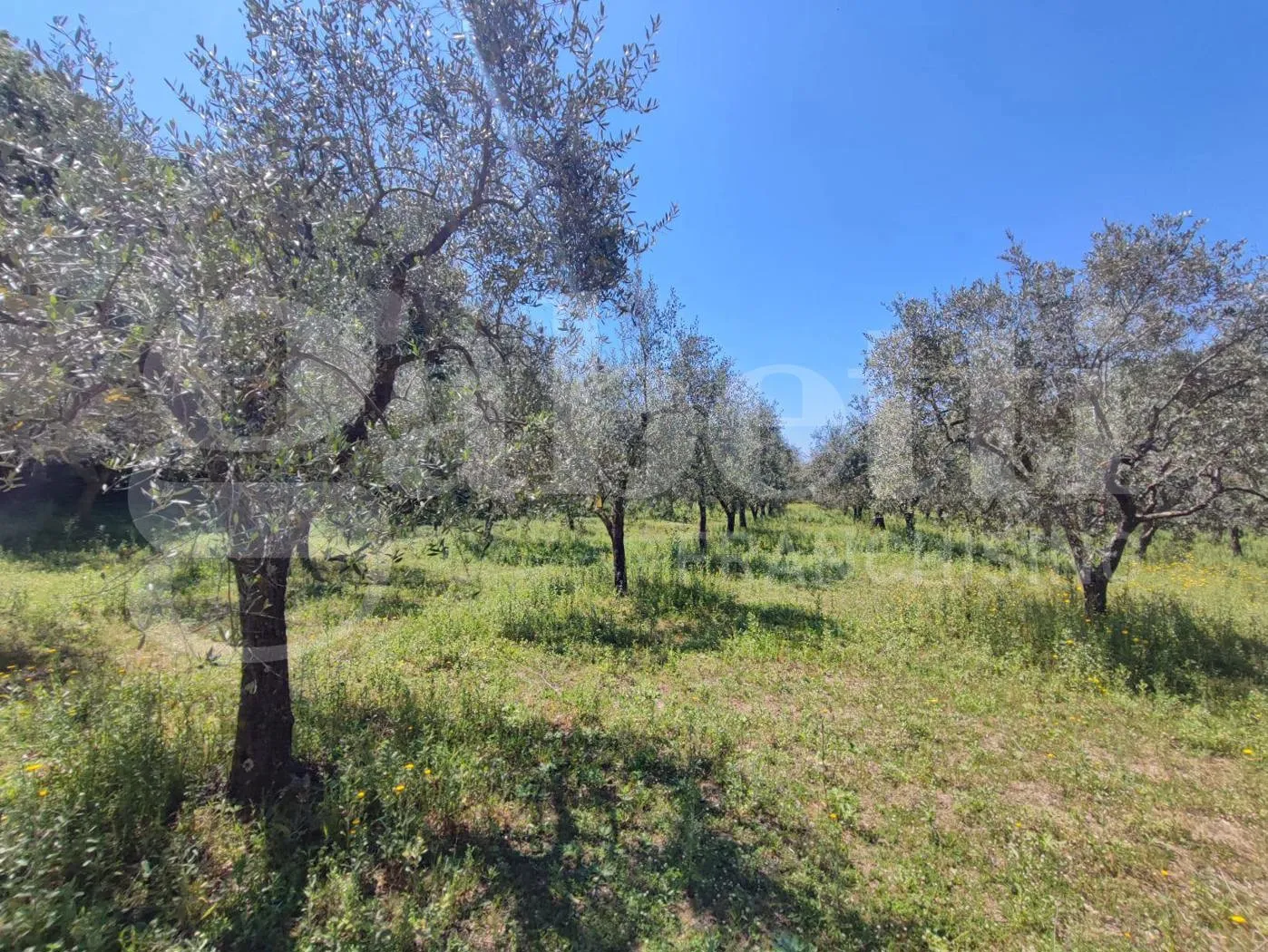 Foto 7 di 40 - Casa indipendente in vendita a Sessa Aurunca