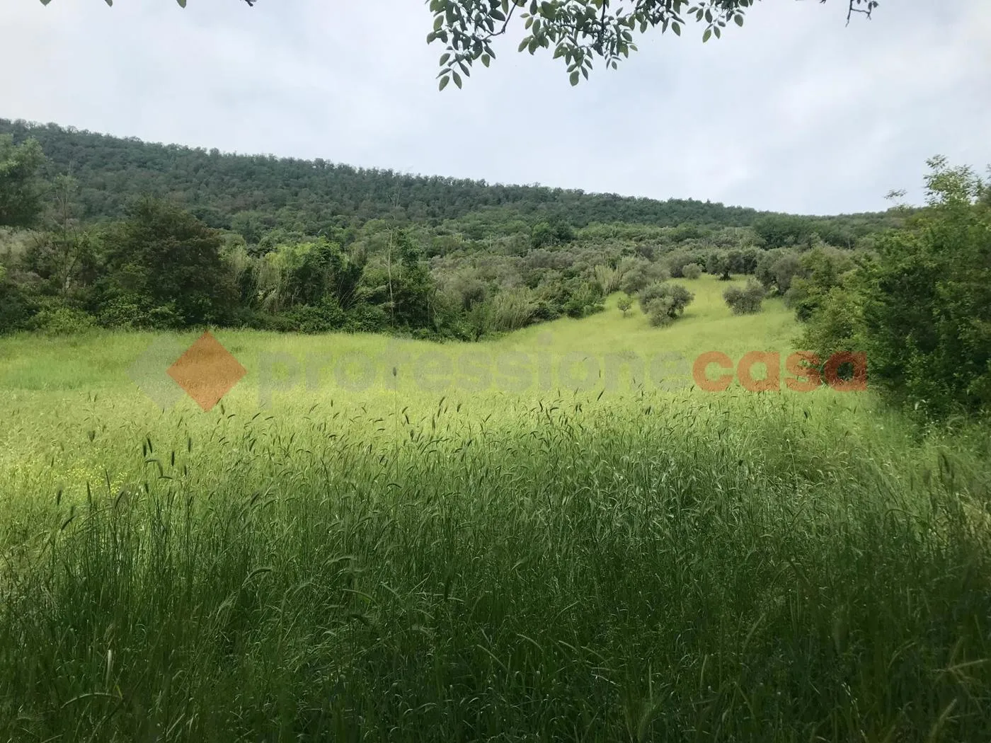 Foto 4 di 9 - Terreno in affitto a Tivoli