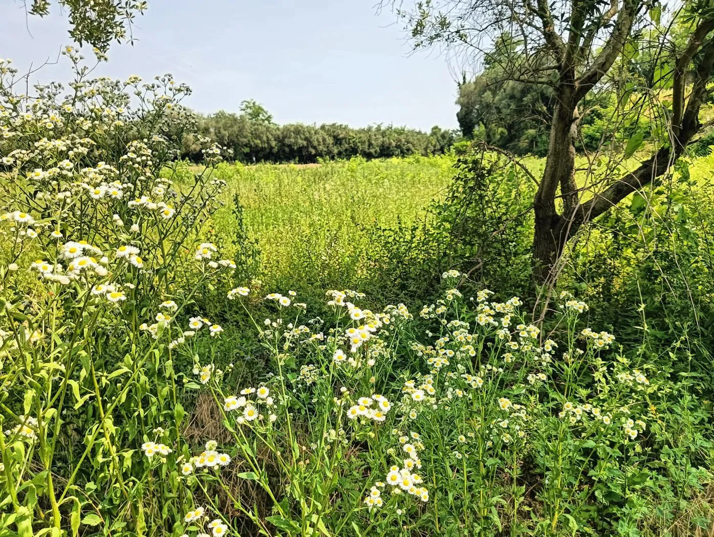 Foto 20 di 20 - Rustico in vendita a Castelnuovo del Garda