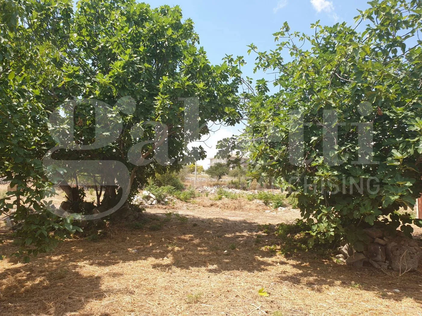 Foto 5 di 26 - Villa in vendita a Noto