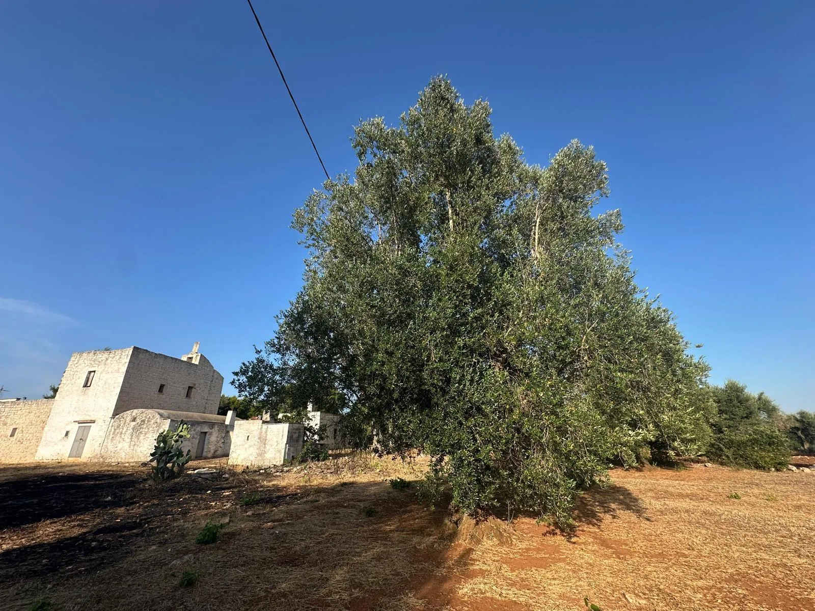 Foto 36 di 38 - Casa indipendente in vendita a Ostuni